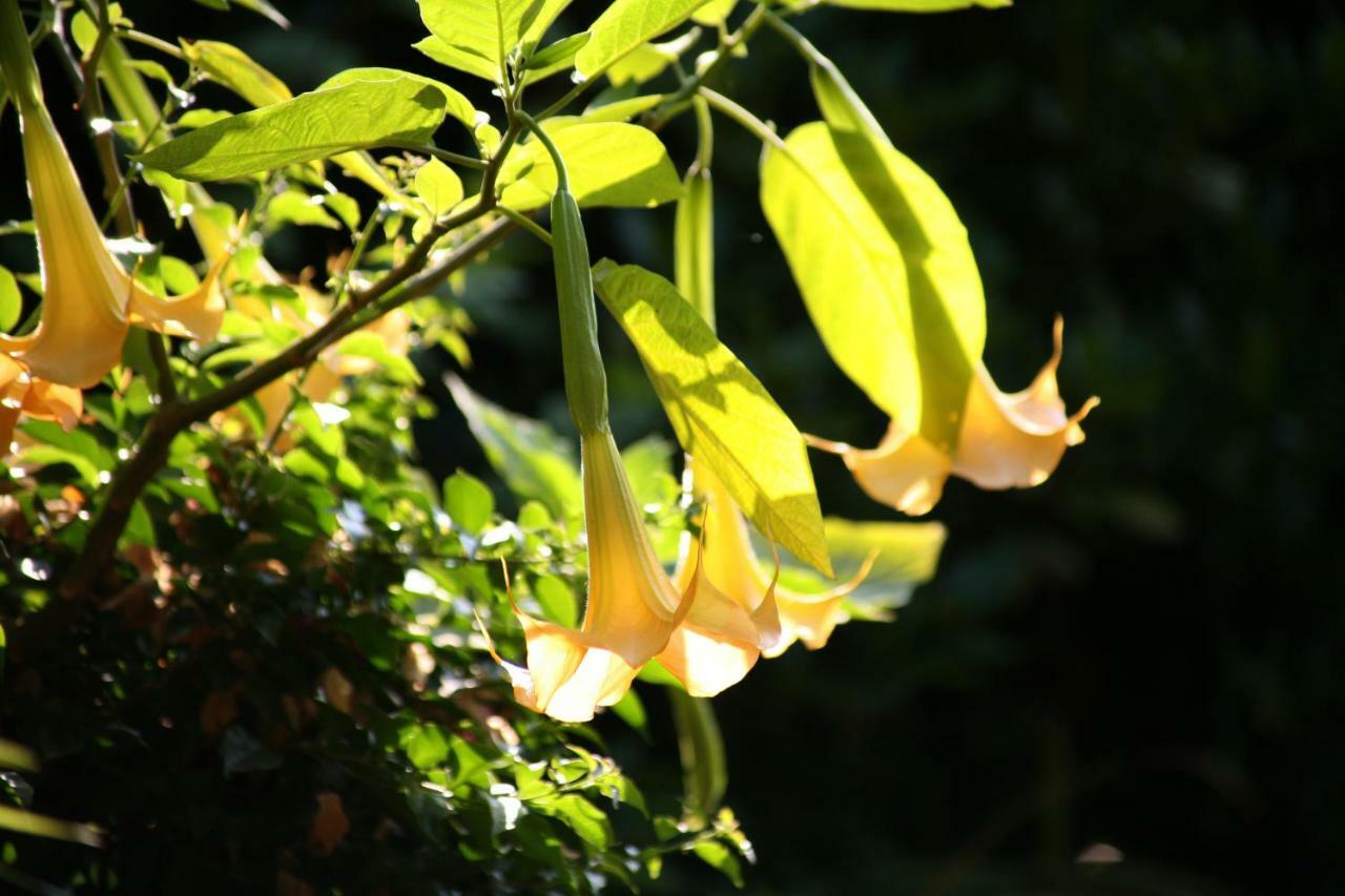 Chambres "Au Jardin" Biscarrosse Ngoại thất bức ảnh